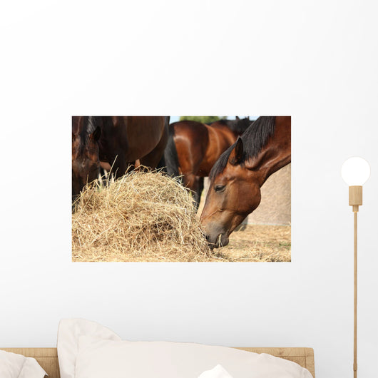 Herd Brown Horses Eating Wall Decal