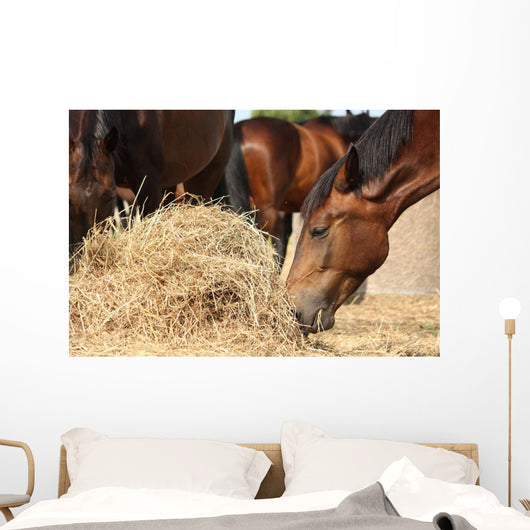Herd Brown Horses Eating Wall Decal