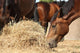 Herd Brown Horses Eating Wall Decal