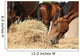 Herd Brown Horses Eating Wall Decal