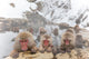 Hot spring Snow Monkeys Wall Decal