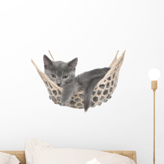Cute Gray Kitten Lay Wall Decal