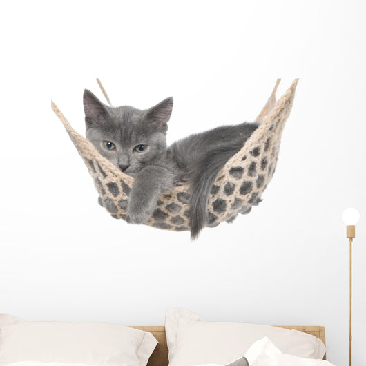 Cute Gray Kitten Lay Wall Decal