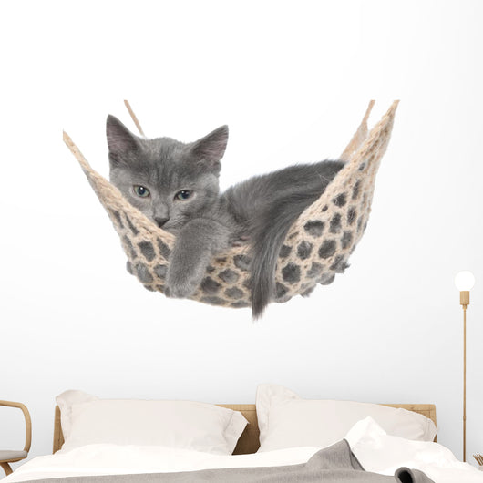 Cute Gray Kitten Lay Wall Decal