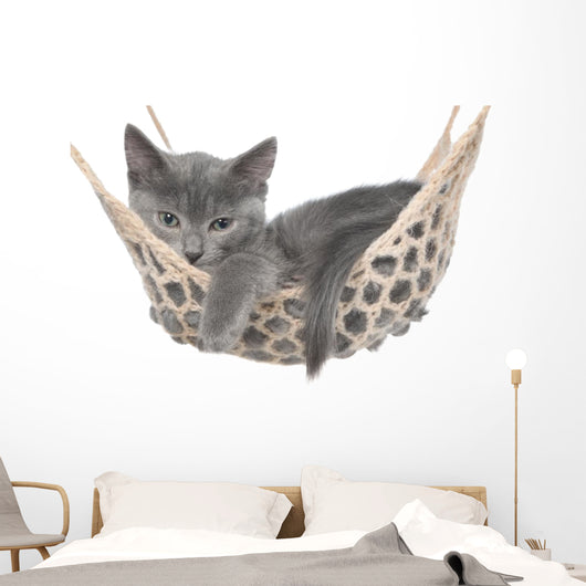 Cute Gray Kitten Lay Wall Decal