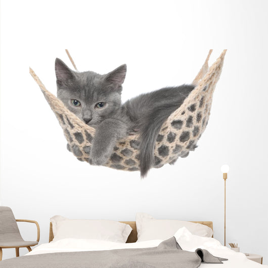 Cute Gray Kitten Lay Wall Decal