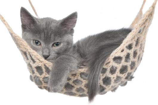 Cute Gray Kitten Lay Wall Decal