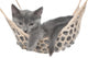 Cute Gray Kitten Lay Wall Decal