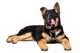 German Shepherd Puppy Licking Wall Decal