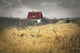 House Grain Field Wall Decal
