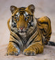 Portrait Bengal Tiger India Wall Decal