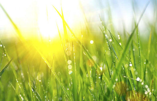 Grass Fresh Green Spring Wall Decal
