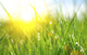 Grass Fresh Green Spring Wall Decal