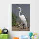 Great Egret Ardea Alba Wall Decal