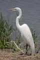 Great Egret Ardea Alba Wall Decal