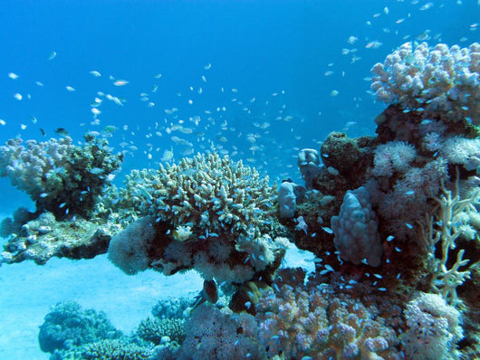 Coral Reef with Great Wall Decal