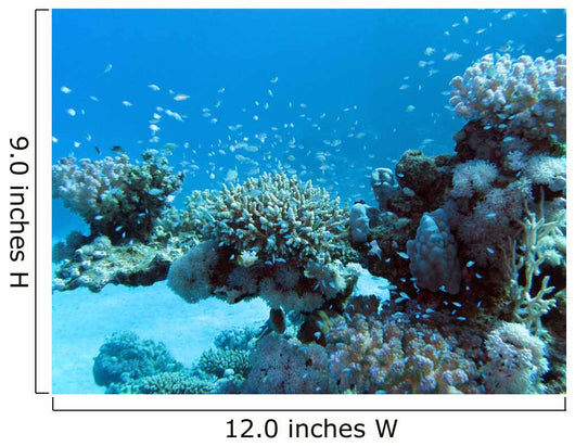 Coral Reef with Great Wall Decal