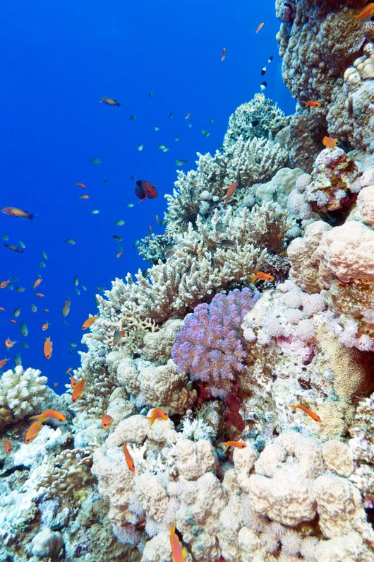 Colorful Coral Reef Tropical Wall Decal