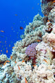 Colorful Coral Reef Tropical Wall Decal