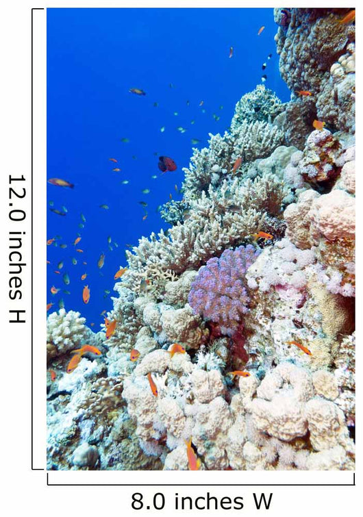 Colorful Coral Reef Tropical Wall Decal