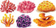Coral Reef Wall Decal Sticker Set
