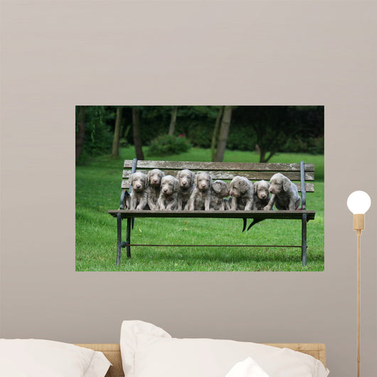 Weimaraner Wall Decal