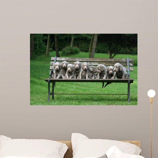 Weimaraner Wall Decal