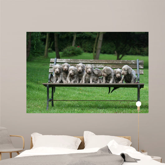 Weimaraner Wall Decal