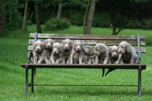 Weimaraner Wall Decal