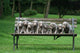 Weimaraner Wall Decal