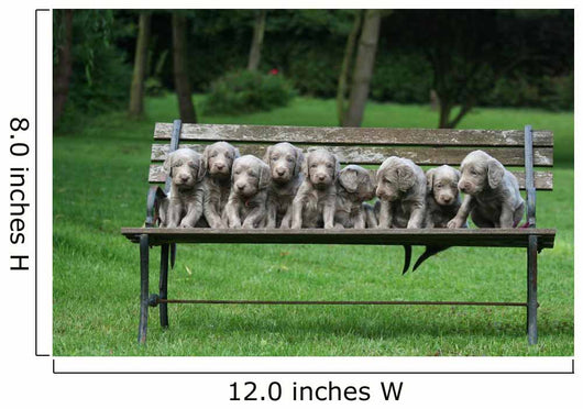 Weimaraner Wall Decal