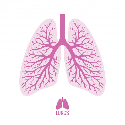 Human Lungs with Bronchial Wall Decal