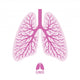 Human Lungs with Bronchial Wall Decal