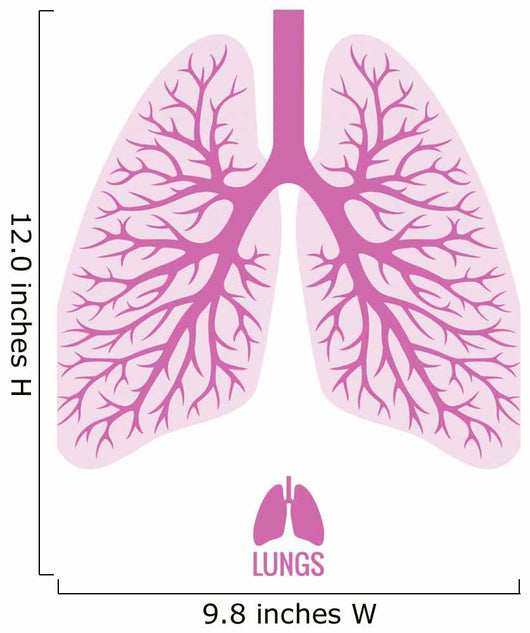 Human Lungs with Bronchial Wall Decal