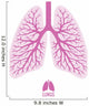 Human Lungs with Bronchial Wall Decal