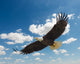American Bald Eagle Flight Wall Decal