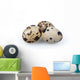 Quail Eggs Wall Decal