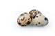 Quail Eggs Wall Decal