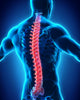 Human Male Spine Anatomy Wall Decal