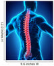 Human Male Spine Anatomy Wall Decal