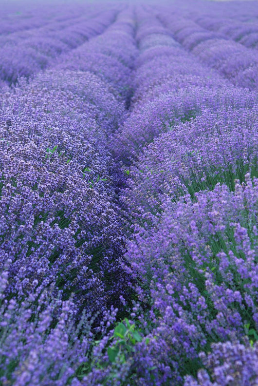 Lavender Field Wall Decal Design 2