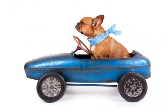 Fly French Bulldog Driving Wall Decal