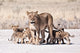 Lioness and Cub Wall Decal
