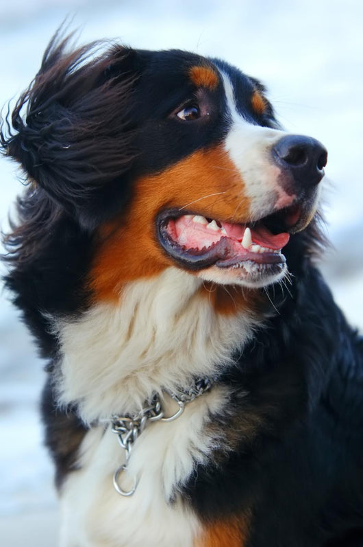 Beautiful Dog Portrait Wall Decal