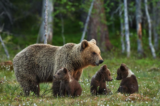 Mother Bear and Cubs Wall Decal