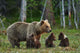 Mother Bear and Cubs Wall Decal