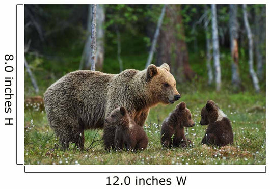 Mother Bear and Cubs Wall Decal