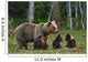 Mother Bear and Cubs Wall Decal