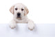 Puppy Dog Holding Sign Wall Decal