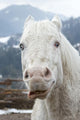 Crazy White Horse Wall Decal